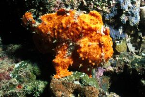 Freddie the Frogfish, 30 ft Batangus, Phillippines-Dive 7... by Dan Kasberger 